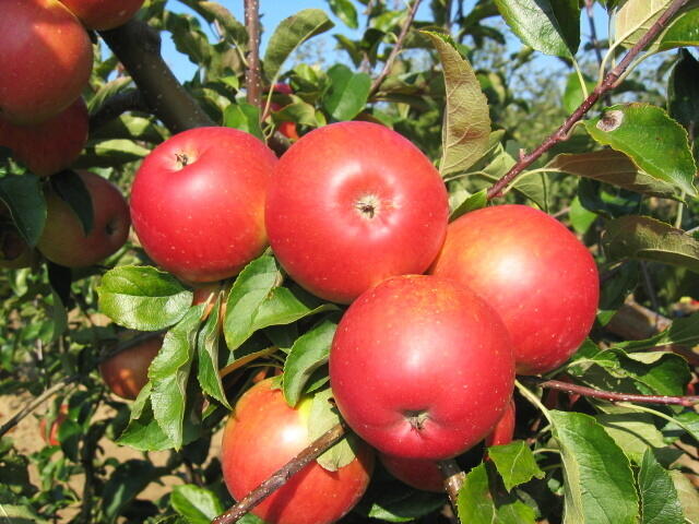 Jabloň letní 'Mantet' - Malus domestica 'Mantet'