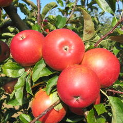 Jabloň letní 'Mantet' - Malus domestica 'Mantet'