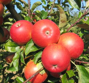 Jabloň letní 'Mantet' - Malus domestica 'Mantet'