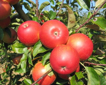 Jabloň letní 'Mantet'