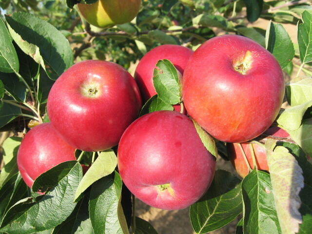 Jabloň letní 'Julia' - Malus domestica 'Julia'