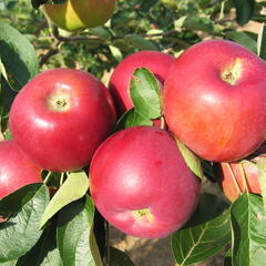 Jabloň letní 'Julia' - Malus domestica 'Julia'