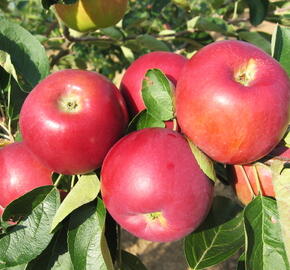 Jabloň letní 'Julia' - Malus domestica 'Julia'