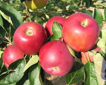 Jabloň letní 'Julia'