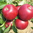 Jabloň letní 'Hana' - Malus domestica 'Hana'
