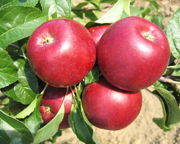 Jabloň letní 'Hana'