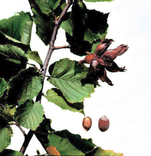 Líska obecná 'Lombardská bílá' - Corylus avellana 'Lombardská bílá'