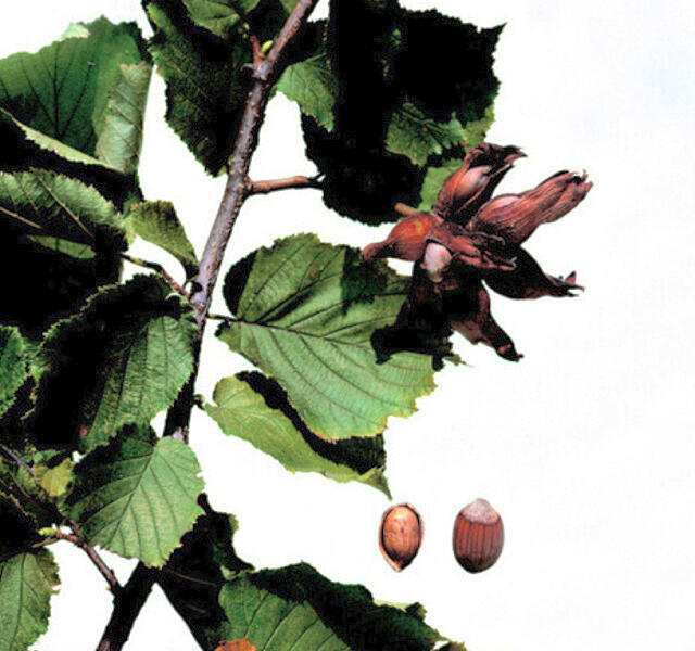 Líska obecná 'Lombardská bílá' - Corylus avellana 'Lombardská bílá'