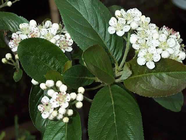 Temnoplodec černoplodý 'Aron' - Aronia melanocarpa 'Aron'