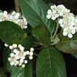 Temnoplodec černoplodý 'Aron' - Aronia melanocarpa 'Aron'