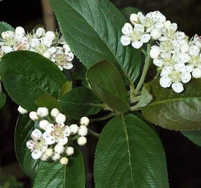 Temnoplodec černoplodý 'Aron' - Aronia melanocarpa 'Aron'