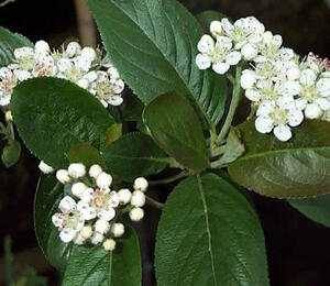 Temnoplodec černoplodý 'Aron' - Aronia melanocarpa 'Aron'