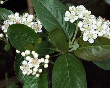 Temnoplodec, arónie černoplodá 'Aron'