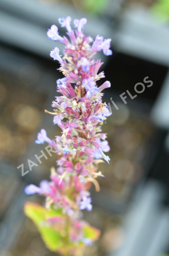 Agastache - Agastache mix