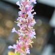 Agastache - Agastache mix