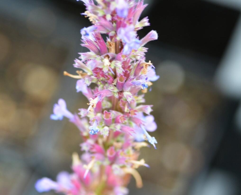 Agastache - Agastache mix