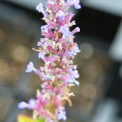 Agastache - Agastache mix