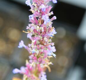 Agastache - Agastache mix