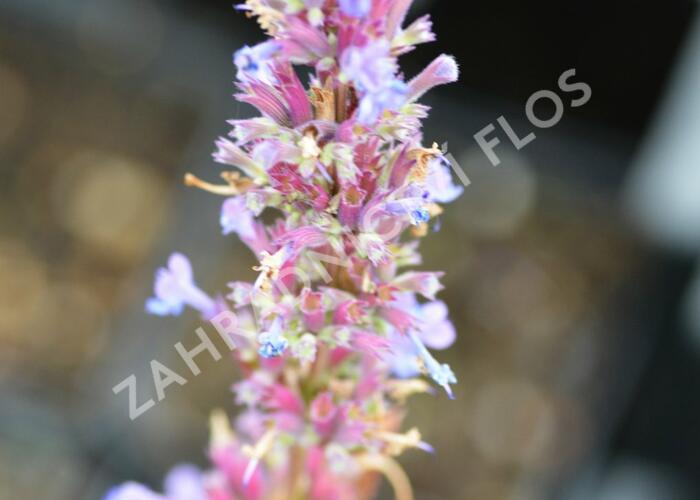 Agastache - Agastache mix