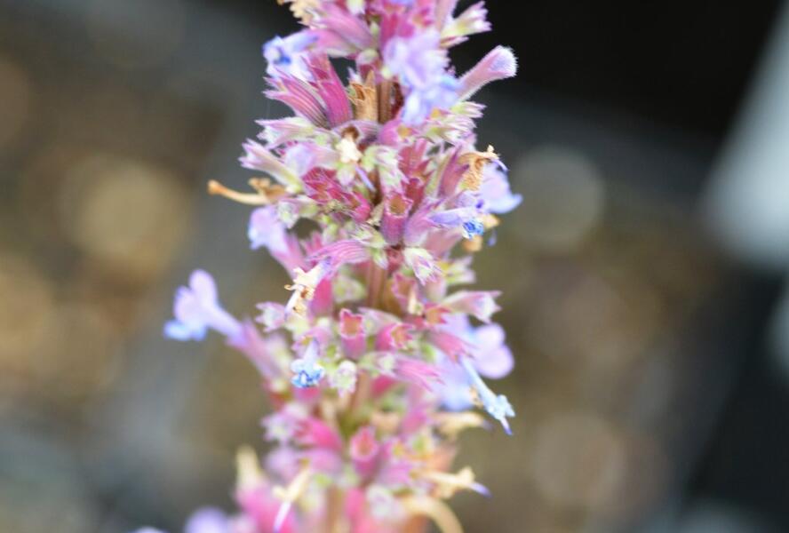 Agastache - Agastache mix