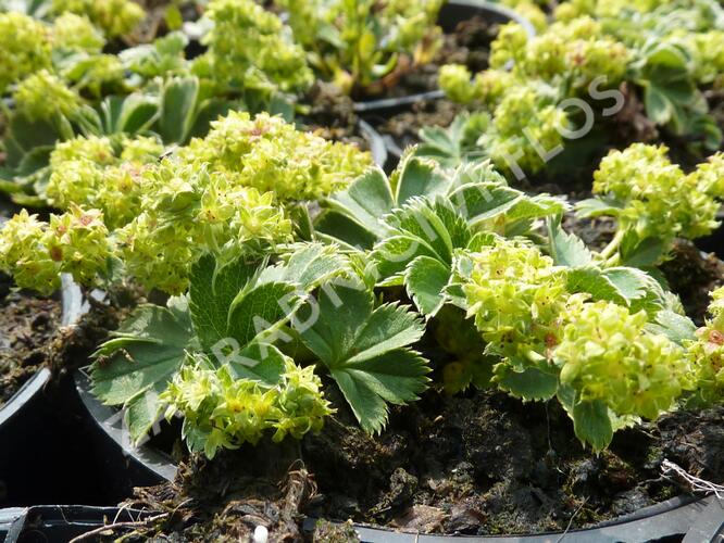 Kontryhel trpasličí - Alchemilla faeroensis var. pumila