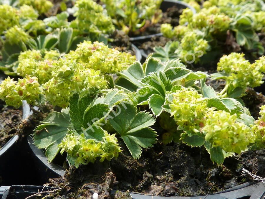 Kontryhel trpasličí - Alchemilla faeroensis var. pumila