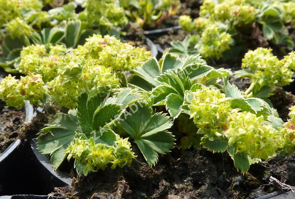 Kontryhel trpasličí - Alchemilla faeroensis var. pumila