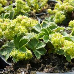 Kontryhel trpasličí - Alchemilla faeroensis var. pumila