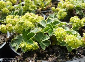 Kontryhel trpasličí - Alchemilla faeroensis var. pumila
