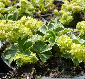 Kontryhel trpasličí - Alchemilla faeroensis var. pumila