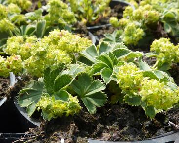 Kontryhel trpasličí