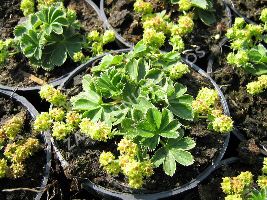 Kontryhel trpasličí - Alchemilla faeroensis var. pumila