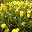 Devaterník 'Sulphureum Plenum' - Helianthemum 'Sulphureum Plenum'