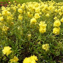 Devaterník 'Sulphureum Plenum' - Helianthemum 'Sulphureum Plenum'