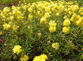 Devaterník 'Sulphureum Plenum' - Helianthemum 'Sulphureum Plenum'