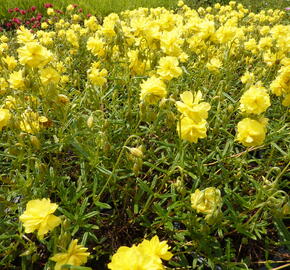 Devaterník 'Sulphureum Plenum' - Helianthemum 'Sulphureum Plenum'