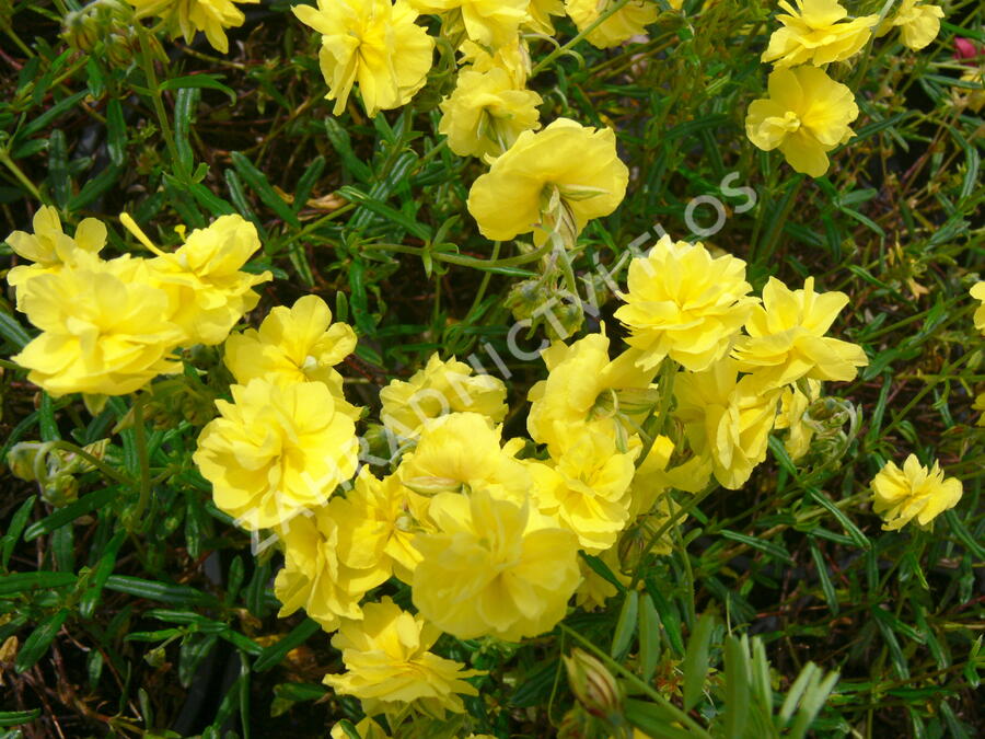 Devaterník 'Sulphureum Plenum' - Helianthemum 'Sulphureum Plenum'