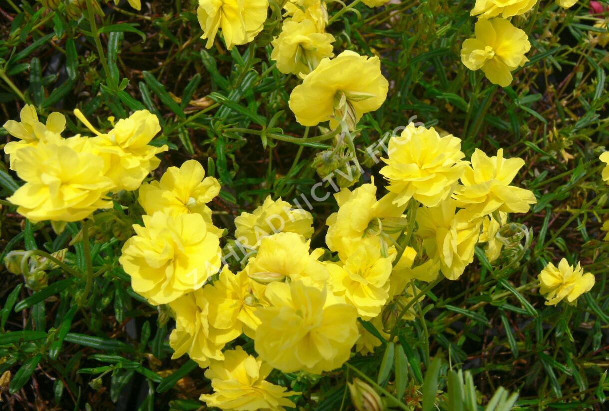 Devaterník 'Sulphureum Plenum' - Helianthemum 'Sulphureum Plenum'