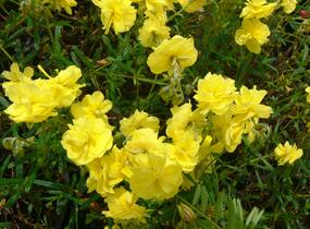 Devaterník 'Sulphureum Plenum' - Helianthemum 'Sulphureum Plenum'
