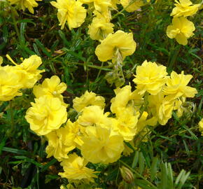 Devaterník 'Sulphureum Plenum' - Helianthemum 'Sulphureum Plenum'