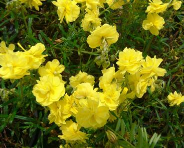 Devaterník 'Sulphureum Plenum'