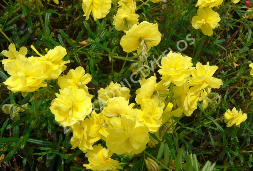 Devaterník 'Sulphureum Plenum' - Helianthemum 'Sulphureum Plenum'