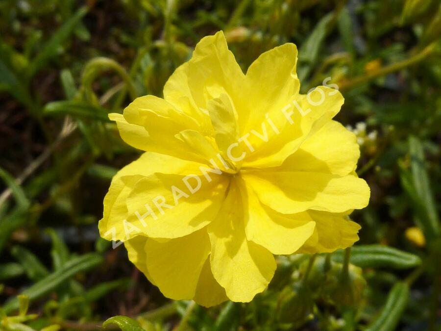 Devaterník 'Sulphureum Plenum' - Helianthemum 'Sulphureum Plenum'