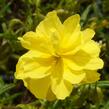 Devaterník 'Sulphureum Plenum' - Helianthemum 'Sulphureum Plenum'