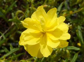 Devaterník 'Sulphureum Plenum' - Helianthemum 'Sulphureum Plenum'