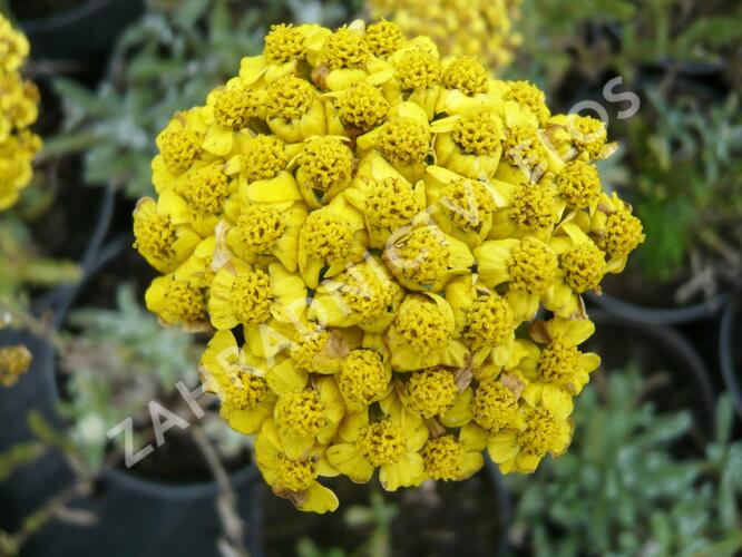 Řebříček plstnatý 'Aurea' - Achillea tomentosa 'Aurea'