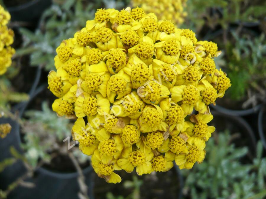 Řebříček plstnatý 'Aurea' - Achillea tomentosa 'Aurea'