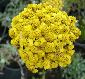 Řebříček plstnatý 'Aurea' - Achillea tomentosa 'Aurea'