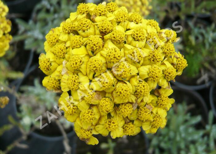 Řebříček plstnatý 'Aurea' - Achillea tomentosa 'Aurea'