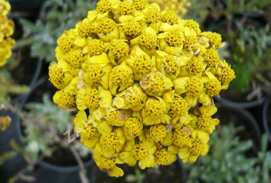 Řebříček plstnatý 'Aurea' - Achillea tomentosa 'Aurea'